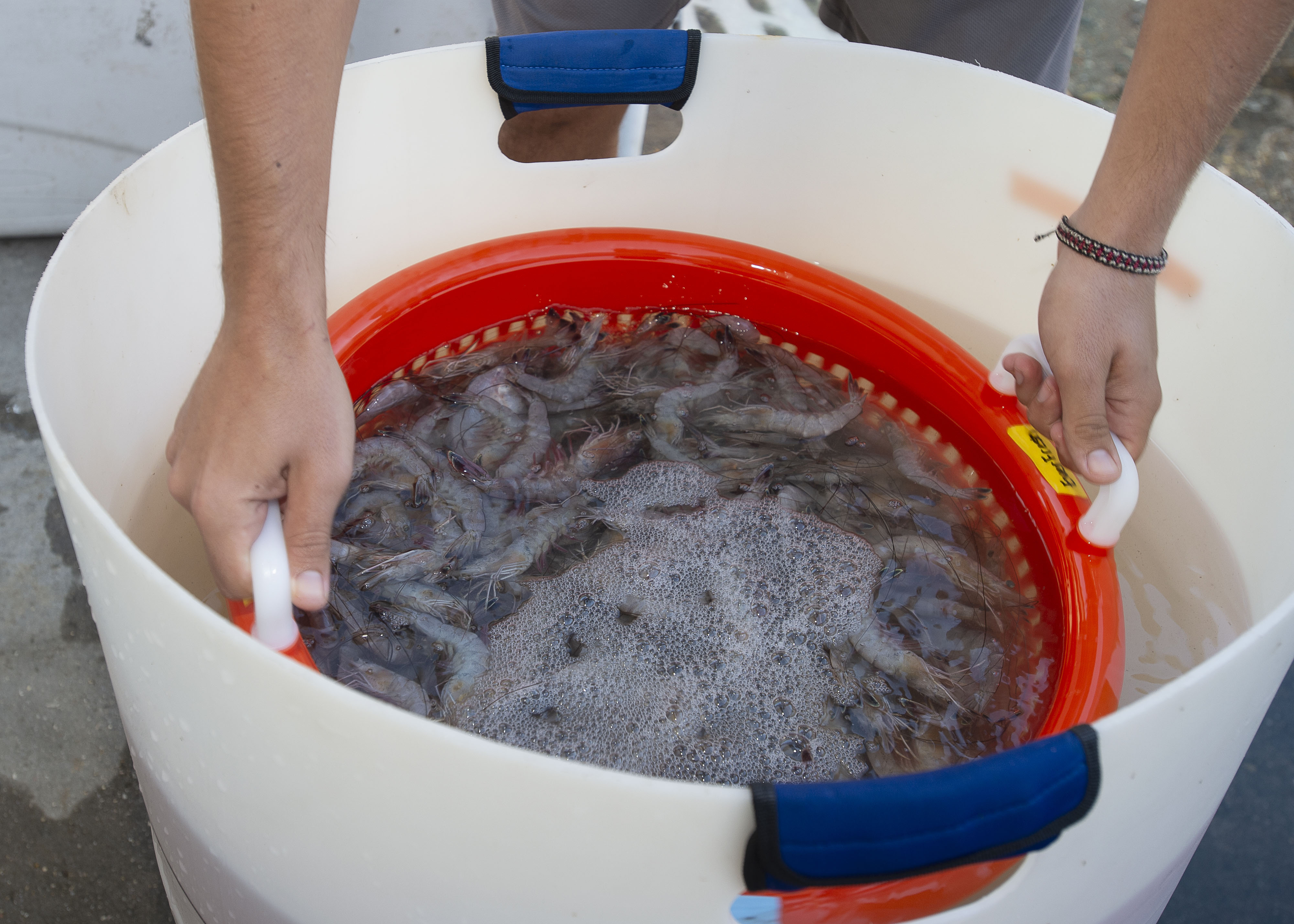Preventing Black Spots from Appearing on Healthy Shrimp  